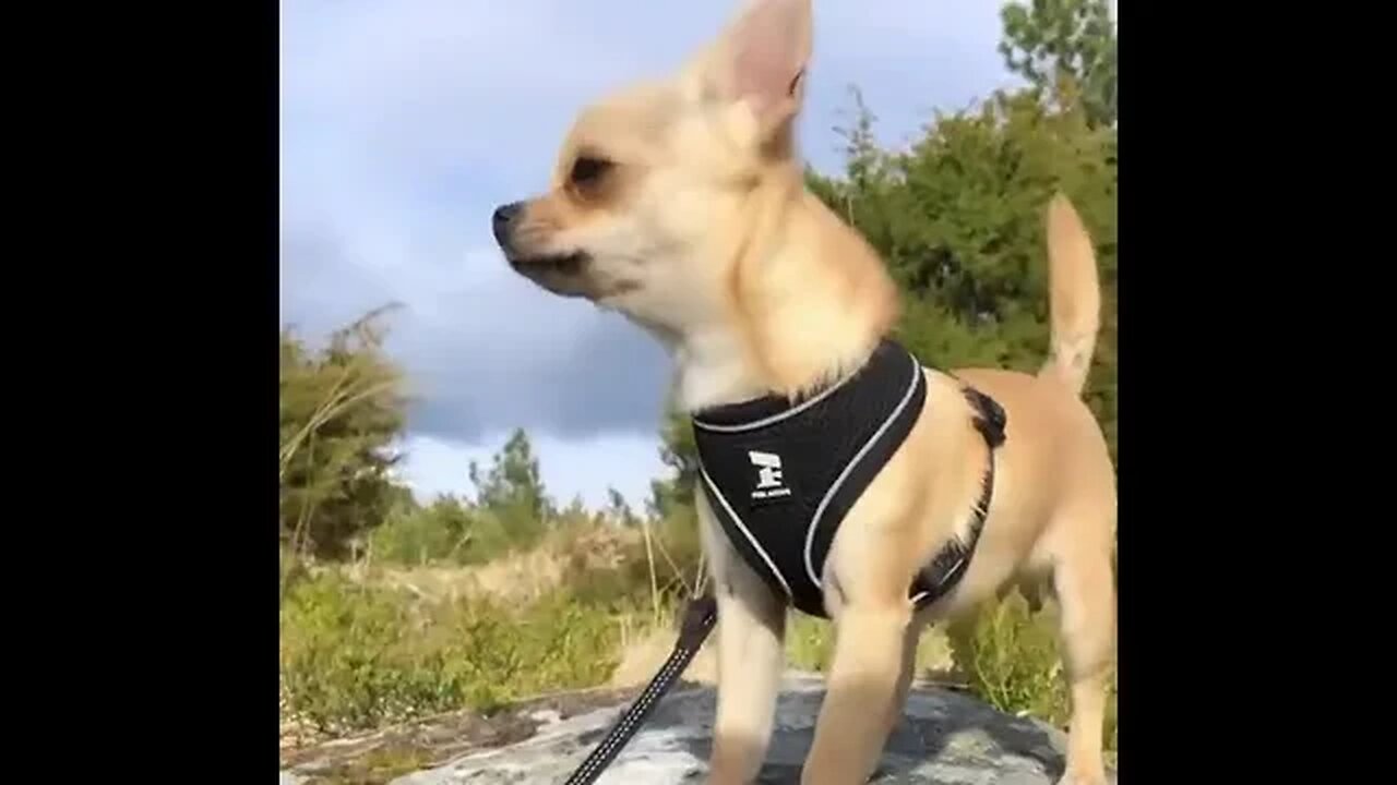 This Chihuahua Is Too Cute! You Won't Believe What Happens Next!