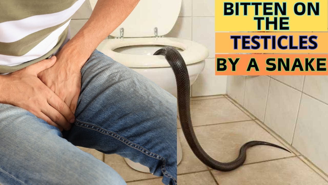 He sits on the toilet and gets bitten by a snake on the testicles