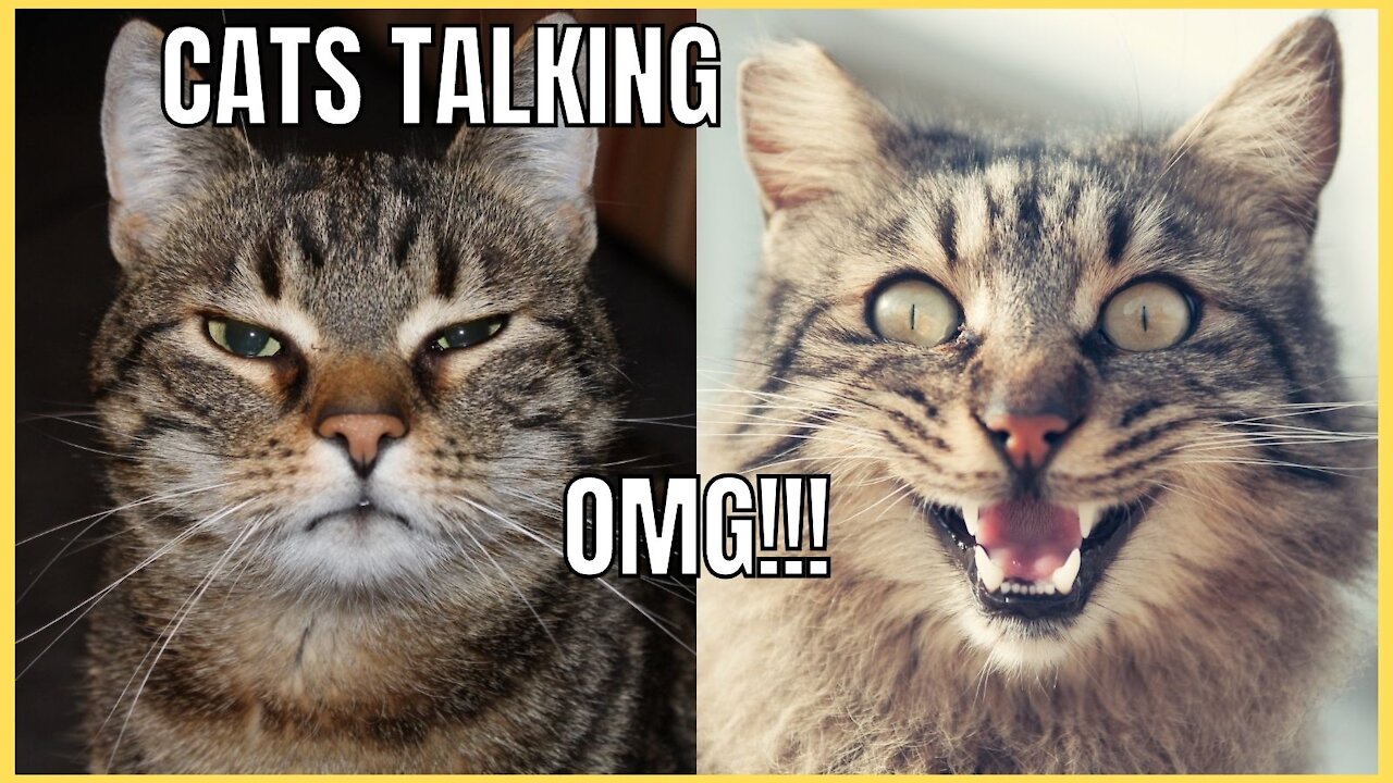 HAVE YOU SEEN?! [TALKING CATS] !! these cats speak english and a lot 😹 😹