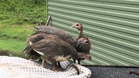 Guinea fowl keets growing up. First day outdoors 8.5 weeks