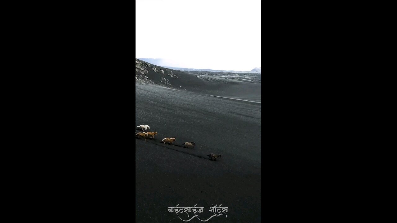 Running horses