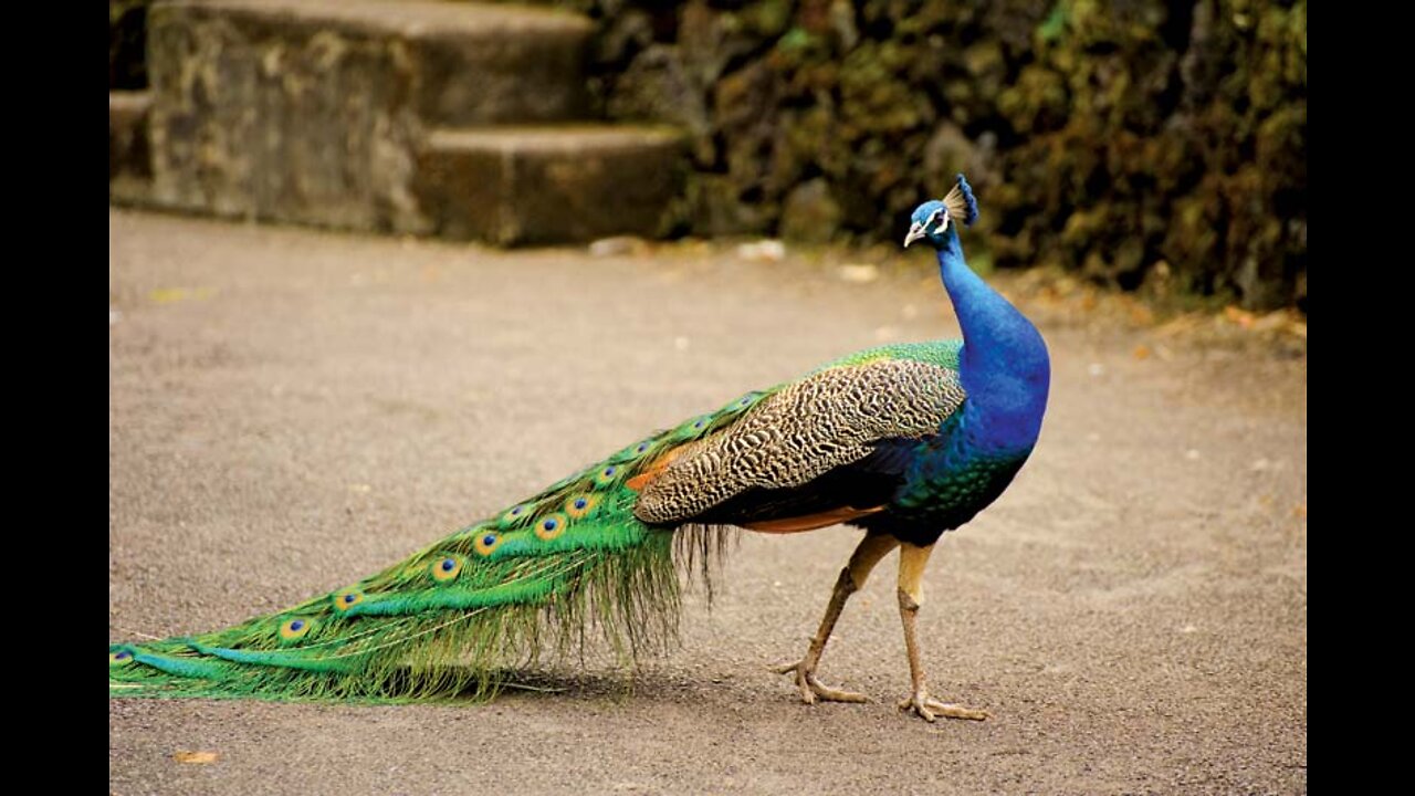 The Beautiful Peacock In My House