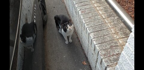 Following a street cat.