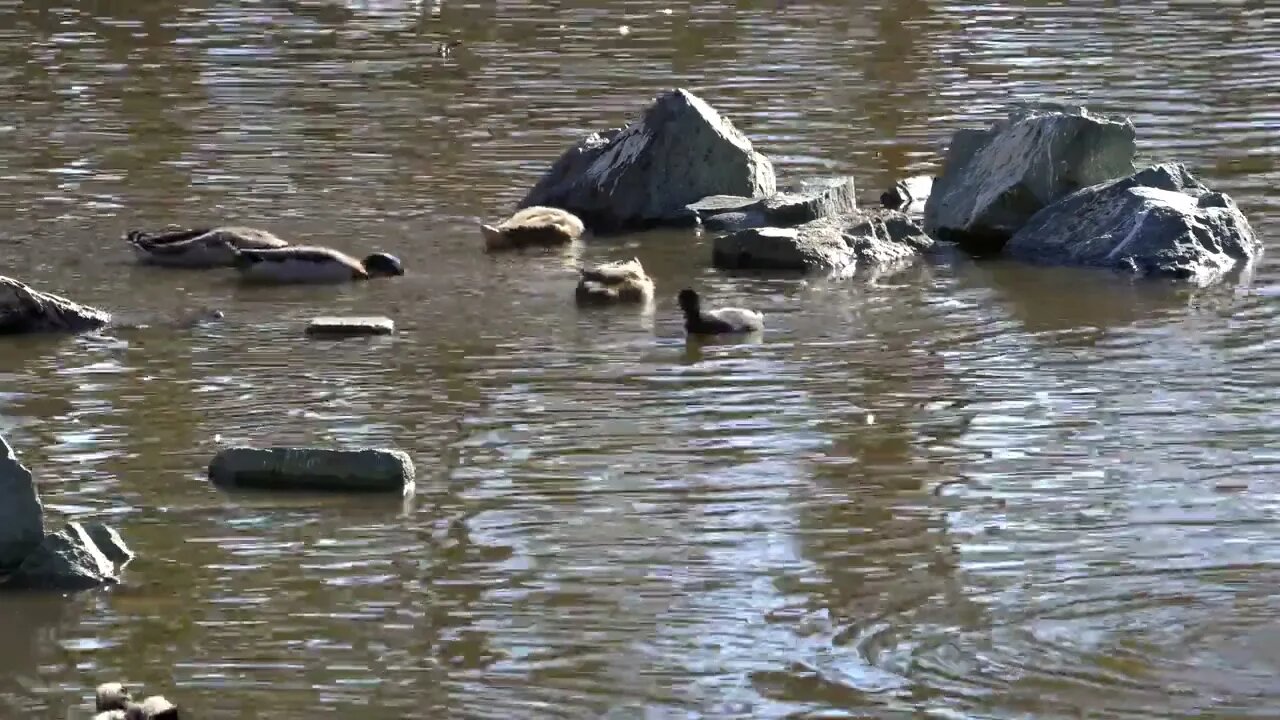 CatTV: Duck Pond