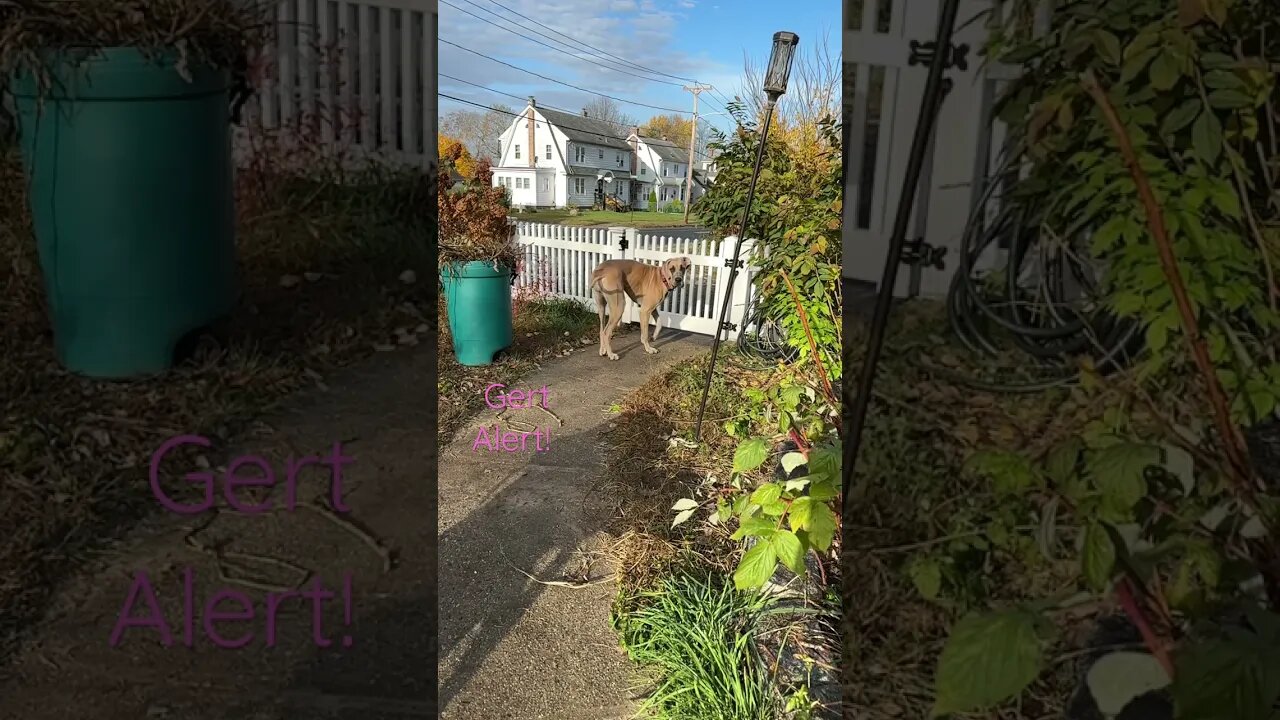 Wild sounds! SLO-mo #dogs #shorts