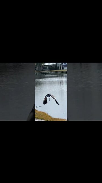 Intrepid explorer asks, Giant Bird or Dinosaur? #shorts