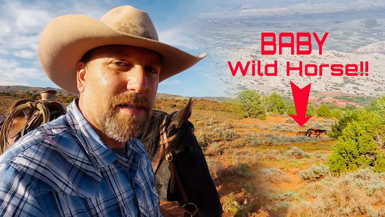 SOLO Trip with Wild Horses!! ( I BROUGHT CALIBAR! )