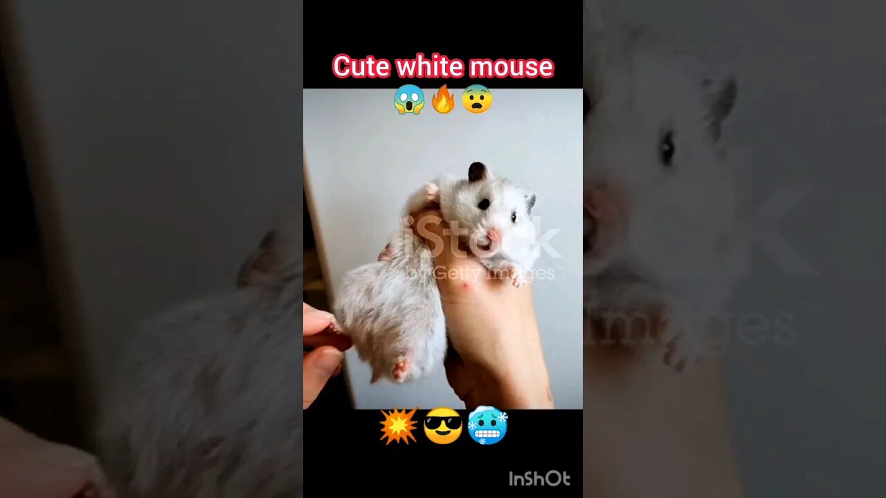 cute white mouse 🔥😱😨😎#animals ua58sb #ua58sb @Mousetrap1974 @bbcearth