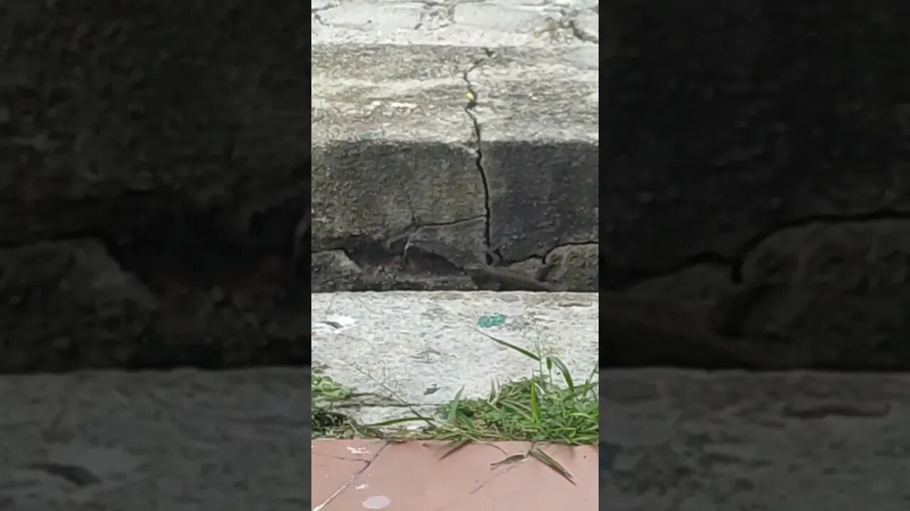 lizard in the drain. a different breed?