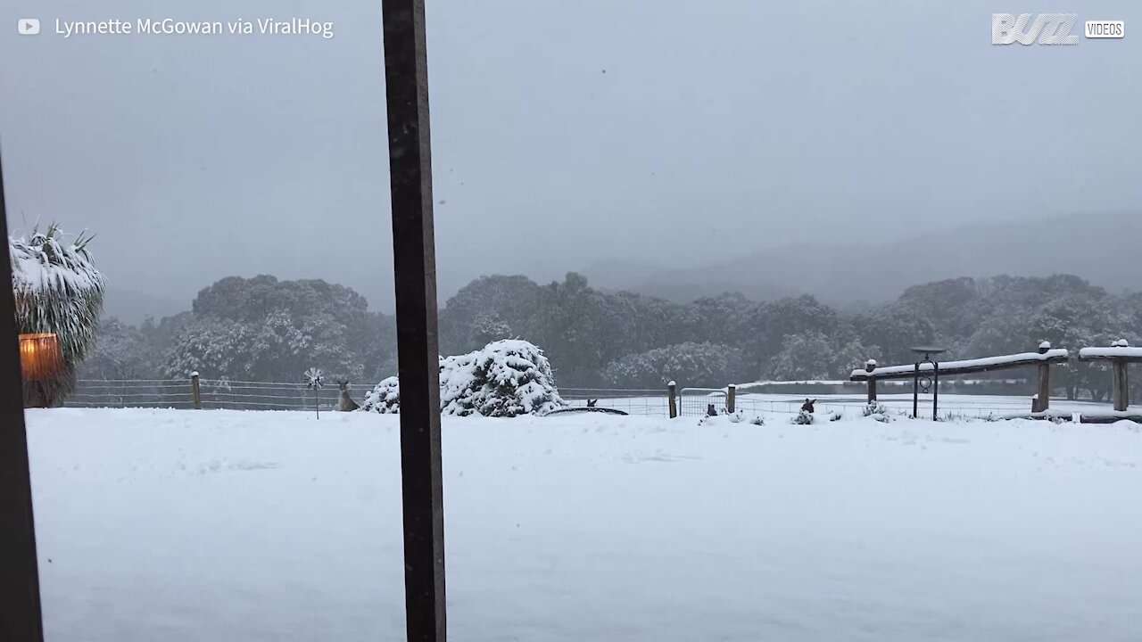 Kangaroos can't get enough of playing in the snow