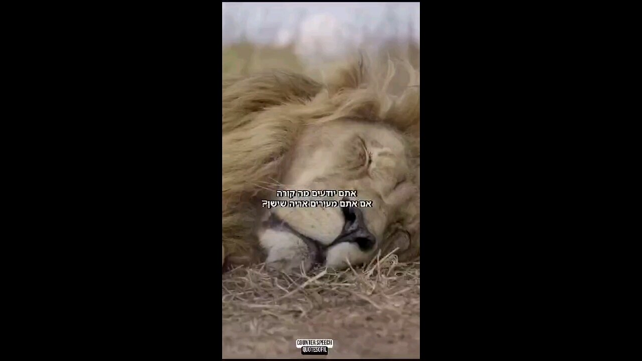 Do you know what happens when you wake a sleepy Lion?