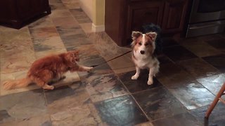 Kitty Tries her Paw at Dog Walking