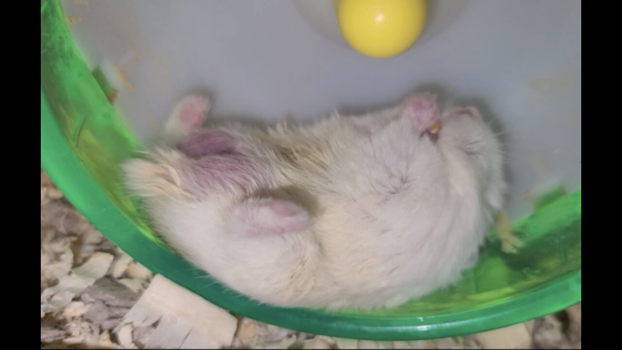 Lazy Hamster eats snack in the laziest possible way