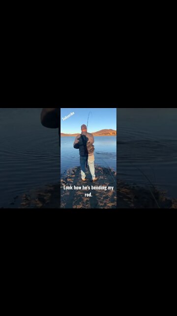 Thick Rainbow Trout bending my fly rod