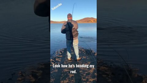 Thick Rainbow Trout bending my fly rod