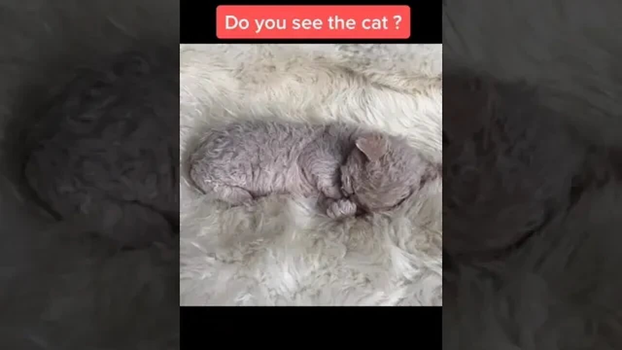 CAT VIDEO