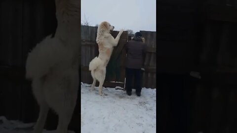 #shorts Смешные Собаки Из Тик Тока 184 Funny Dogs From Tiktok