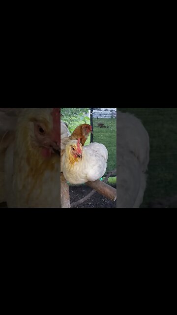 Chickens Roosting #homesteading #chickens #chickenlife