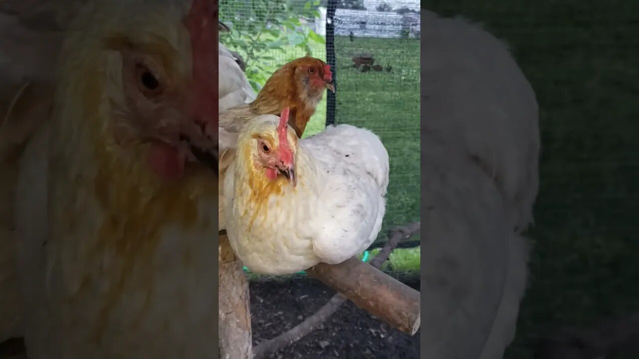 Chickens Roosting #homesteading #chickens #chickenlife