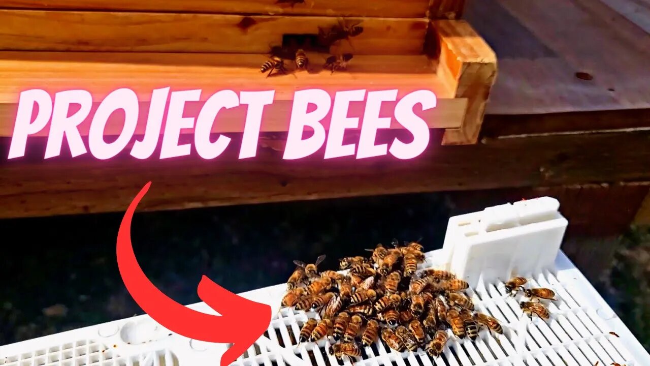 Project Bee: My First Package of Bees