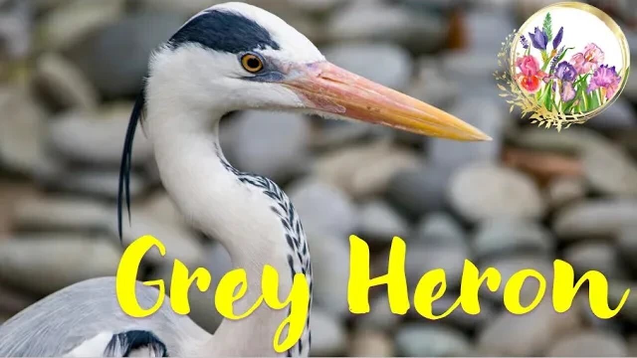 Watch Stunning Grey Heron Birds in the Wild