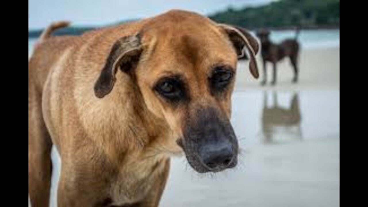 The Only Funny Dogs