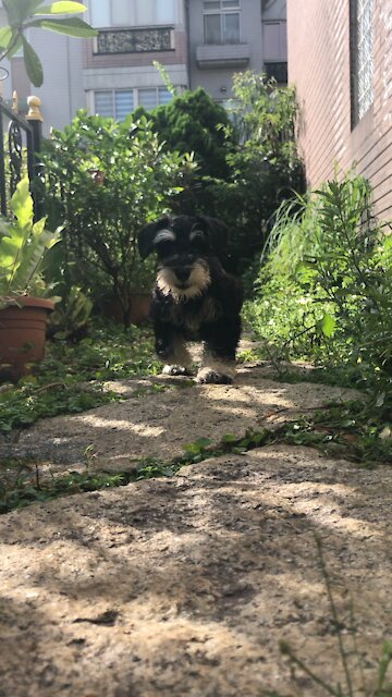 Here comes my little puppy