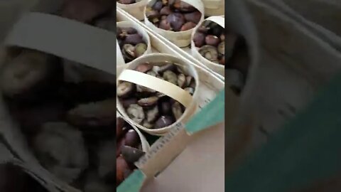 Polish Mushrooms in the German Forest?!
