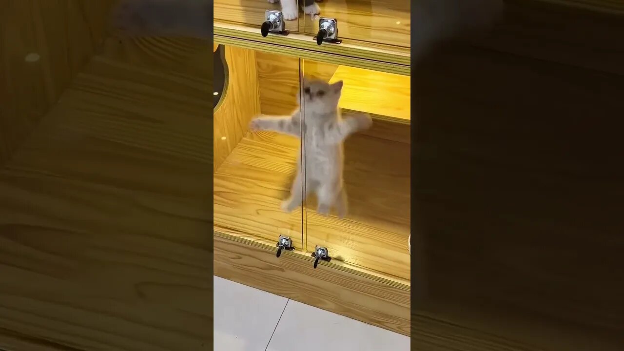 Happy Cat #happycat #cutekitty #kitten #catsoftiktok