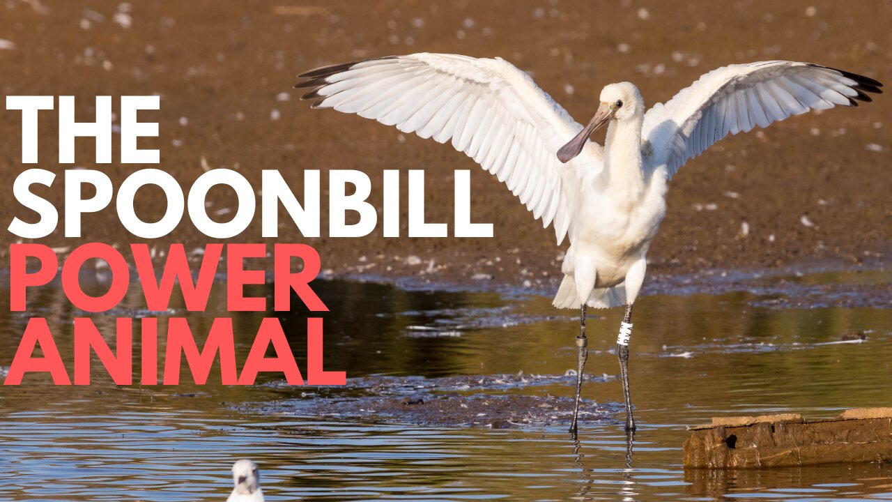Spoonbill Power Animal