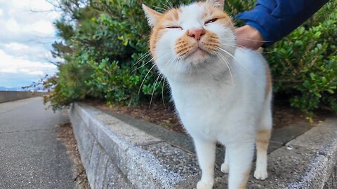 This stray cat is so cute, climbing up a high step to get petted when you look at its face.