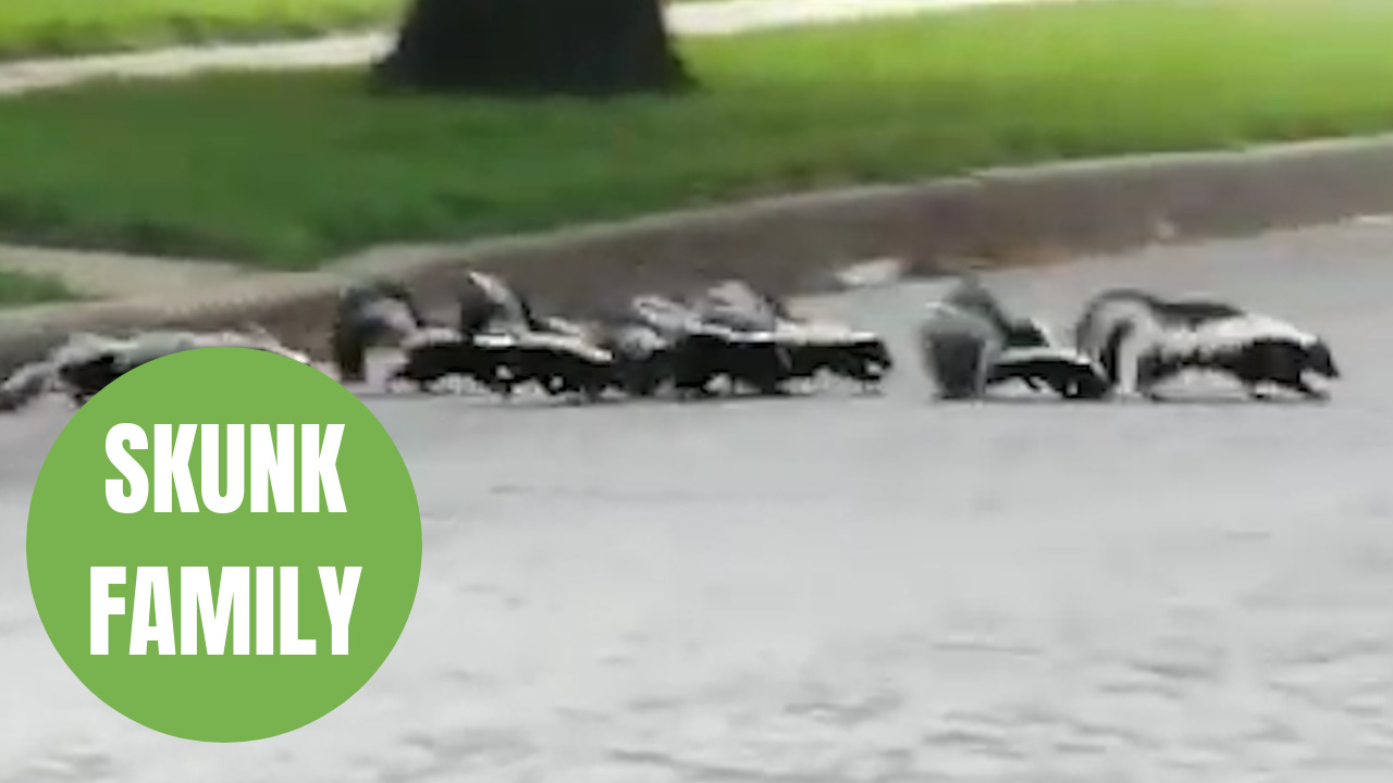 Couple cross paths with a skunk mom and her SEVEN stinky babies