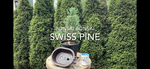 Swiss Pine