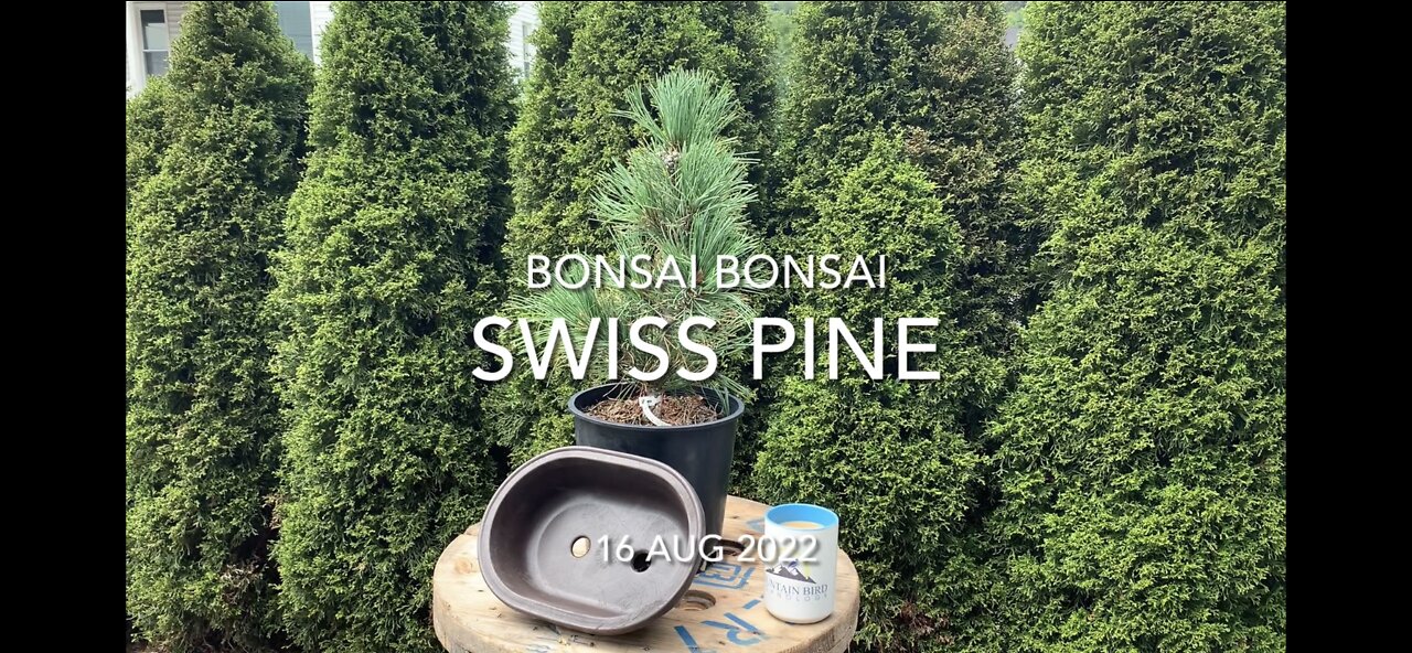 Swiss Pine