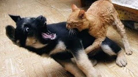 Angry Cats VS Dogs Funny Compilation !!!