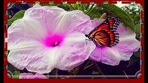 تلاوة رااائعة و جد مؤثرة يرتجف لها القلب تلاوات خاشعة@nsrm11