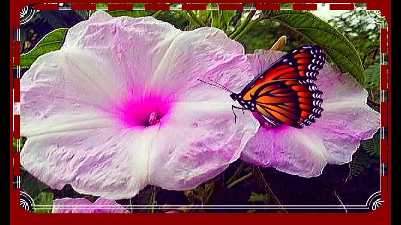 تلاوة رااائعة و جد مؤثرة يرتجف لها القلب تلاوات خاشعة@nsrm11