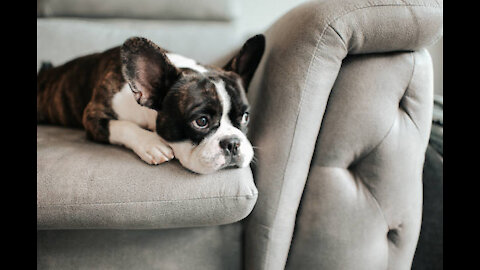The Last Days of The Dogs