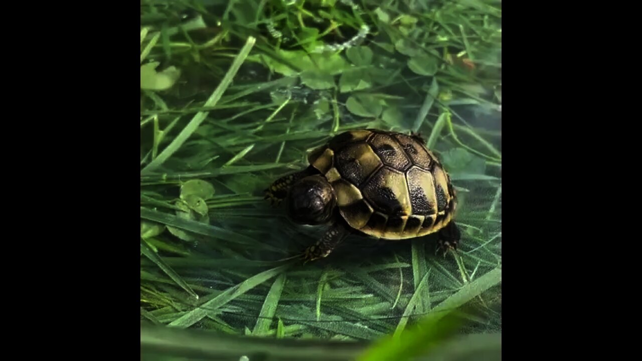 Little Turtle 🐢 looking so Cute 🥰 | #Shorts #Animals #Turtle