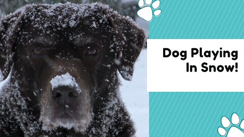 Dog Playing In Snow!😍😍