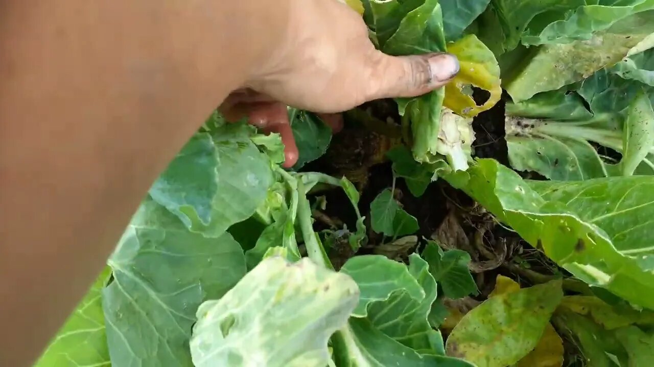 Vlog De Moestuin in het najaar