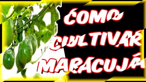 Como cultivar [maracujá azedo ]🌱💥👍 no arame ou cerca -passo a passo