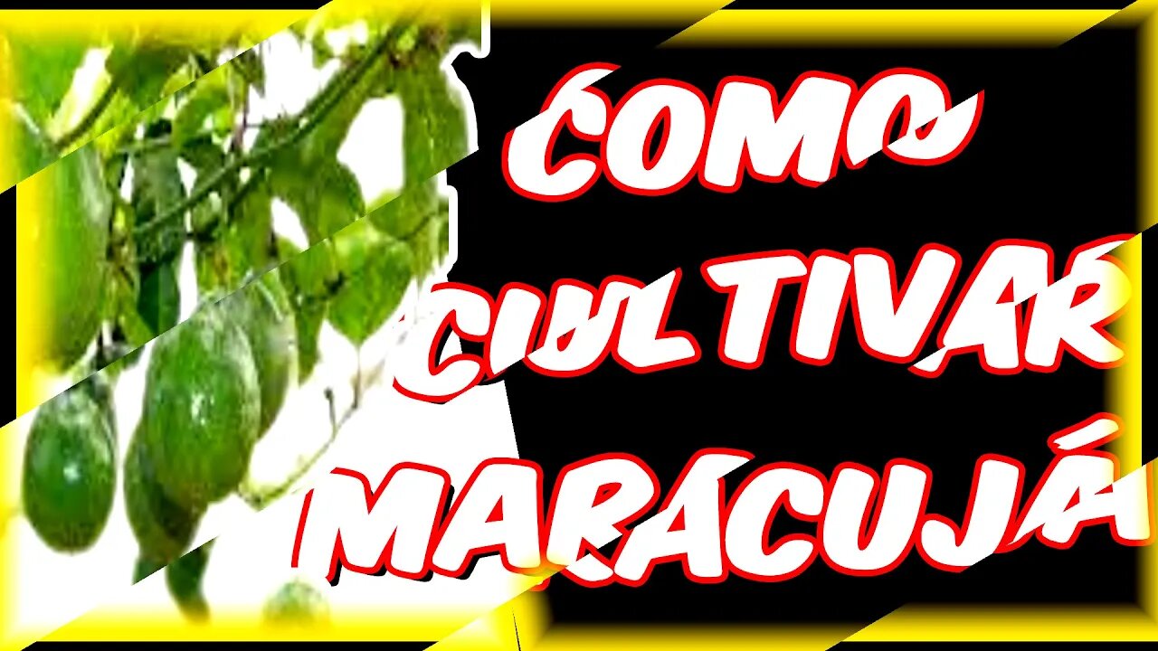 Como cultivar [maracujá azedo ]🌱💥👍 no arame ou cerca -passo a passo