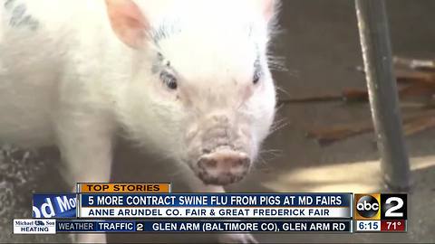 5 more people get swine flu from pigs at Maryland fairs