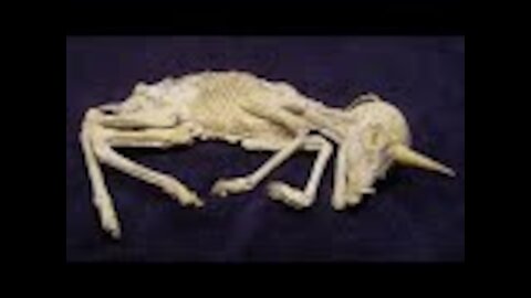 Scientists Have Found Fossils That Prove Unicorns Existed But They Were Actually Pretty Terrifying