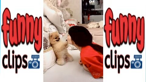 A group of funny videos with pets