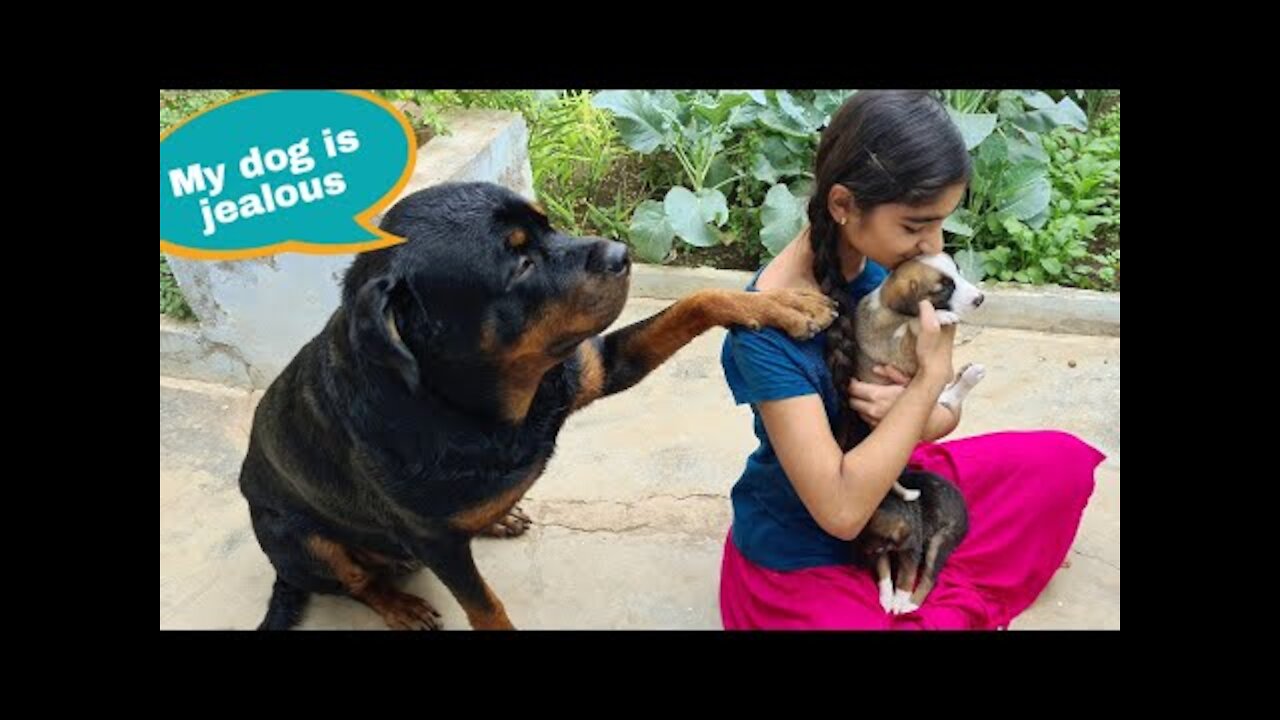 Adopting street dog puppy__funny puppy videos