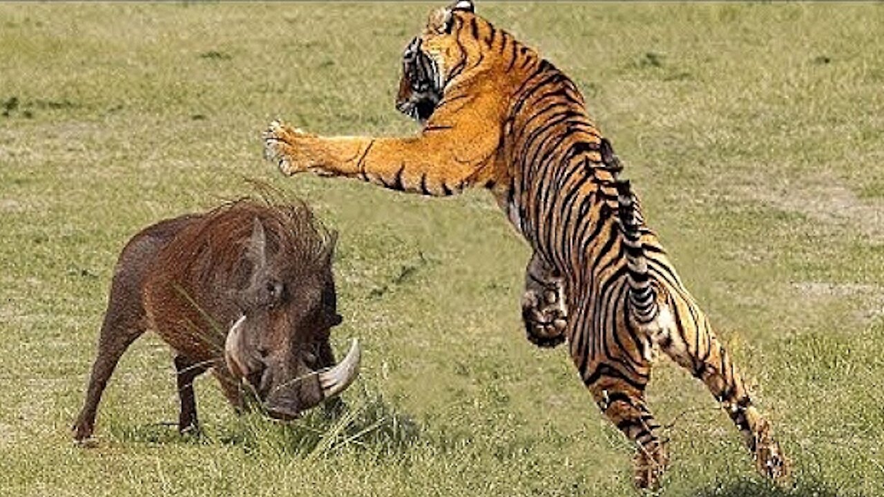 WHAT HAPPENS WHEN TIGER ATTACKS WILD BOAR