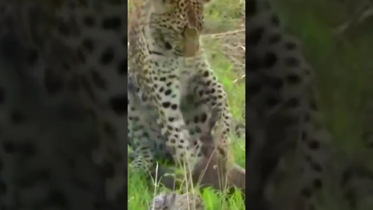 O sofrimento das vítimas dos felinos quando eles brincam com a caça