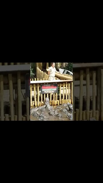 Feeding Time! | Visiting the Alligator Farm | St. Augustine Florida